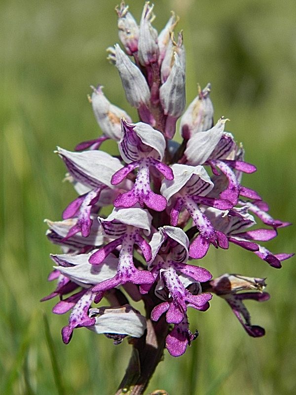 Orchis militaris